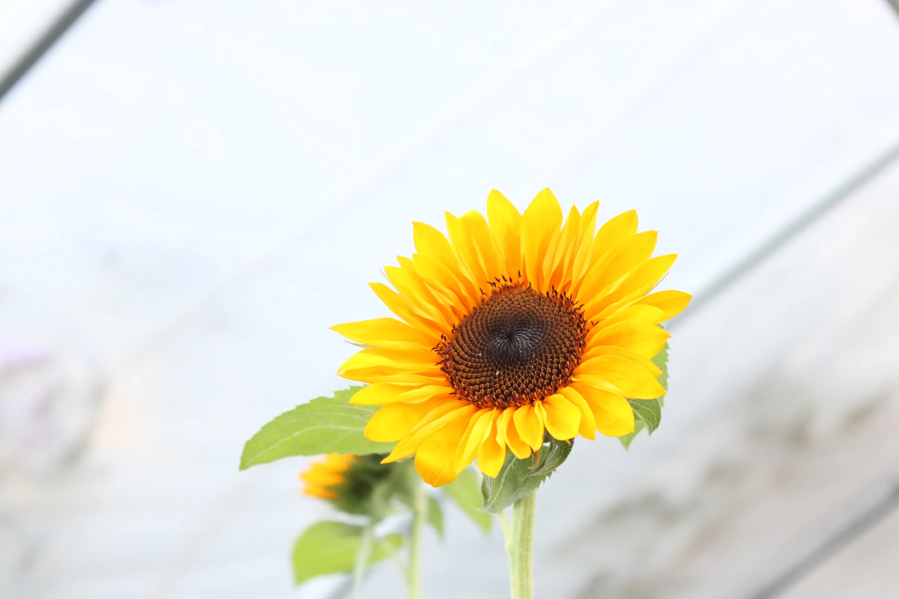 A bright sunflower growing at HappyDay Farms